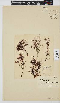 Gelidium abbottiorum image