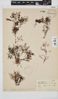 Gelidium abbottiorum image