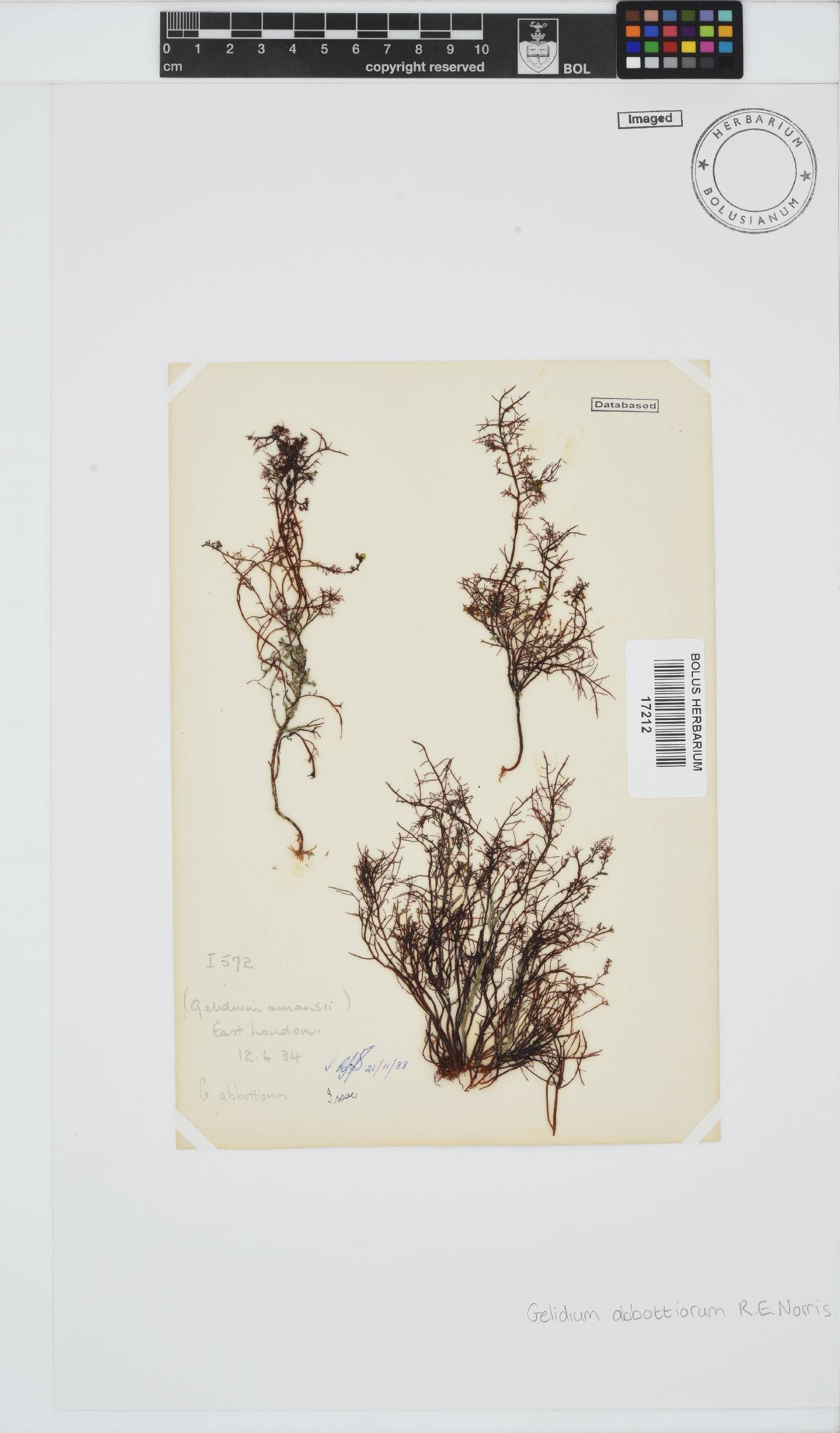 Gelidium abbottiorum image