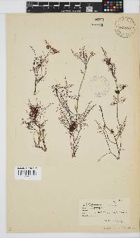 Gelidium abbottiorum image