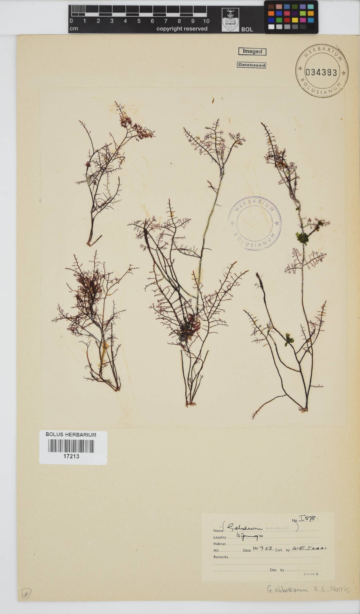 Gelidium abbottiorum image