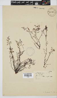 Gelidium abbottiorum image