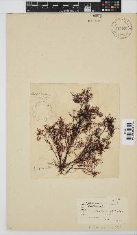 Gelidium abbottiorum image