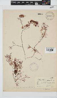 Gelidium abbottiorum image