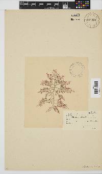 Gelidium abbottiorum image