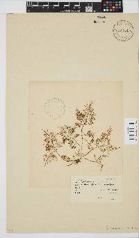 Gelidium abbottiorum image