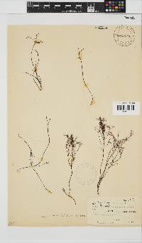 Gelidium abbottiorum image