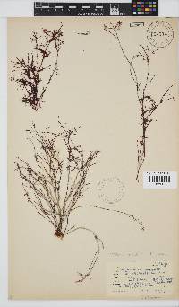 Gelidium abbottiorum image