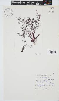 Gelidium abbottiorum image