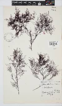 Gelidium abbottiorum image
