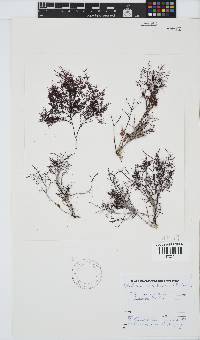 Gelidium abbottiorum image
