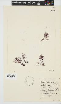 Gelidium abbottiorum image