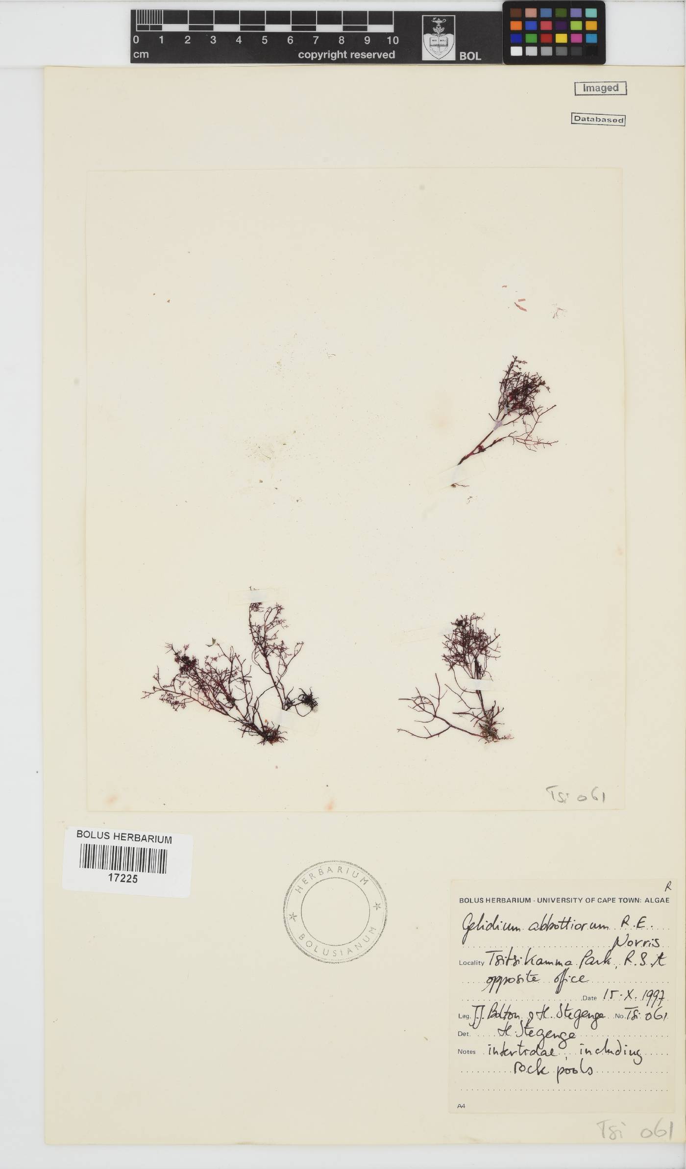 Gelidium image