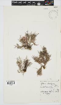 Gelidium abbottiorum image