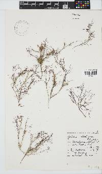Gelidium abbottiorum image