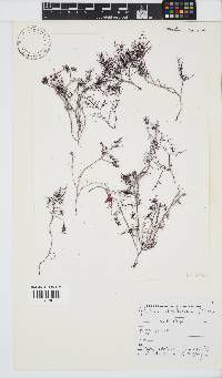 Gelidium abbottiorum image