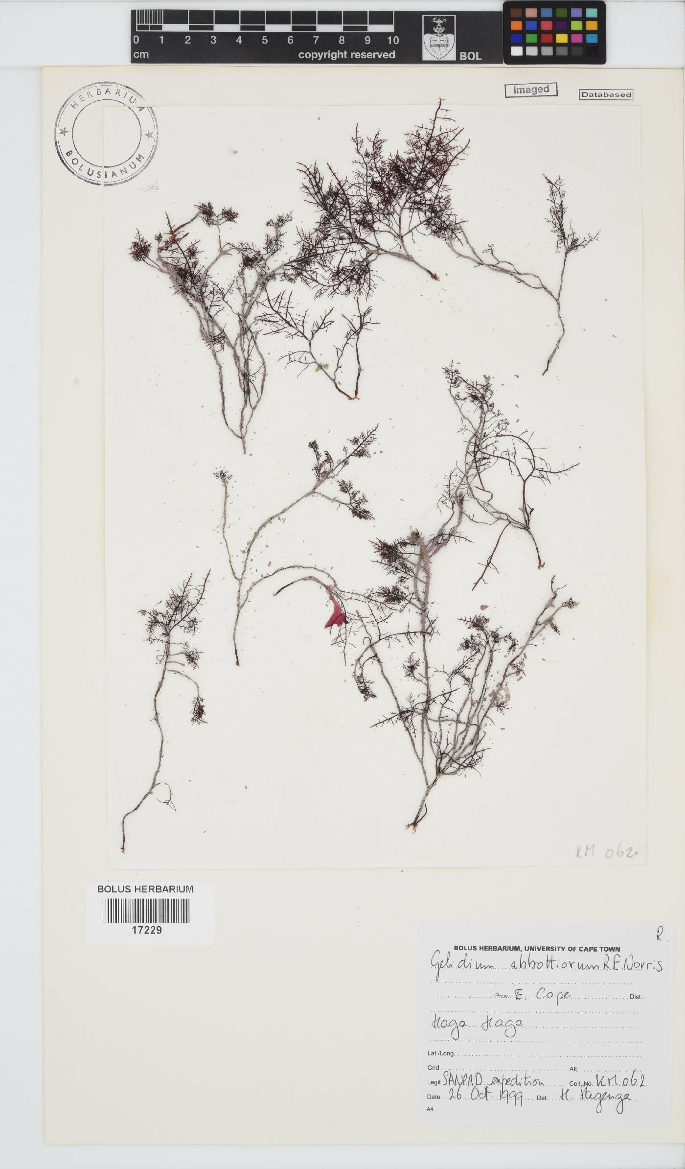Gelidium abbottiorum image