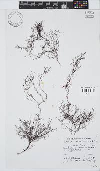 Gelidium abbottiorum image
