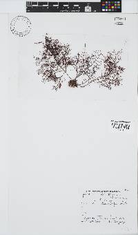 Gelidium abbottiorum image