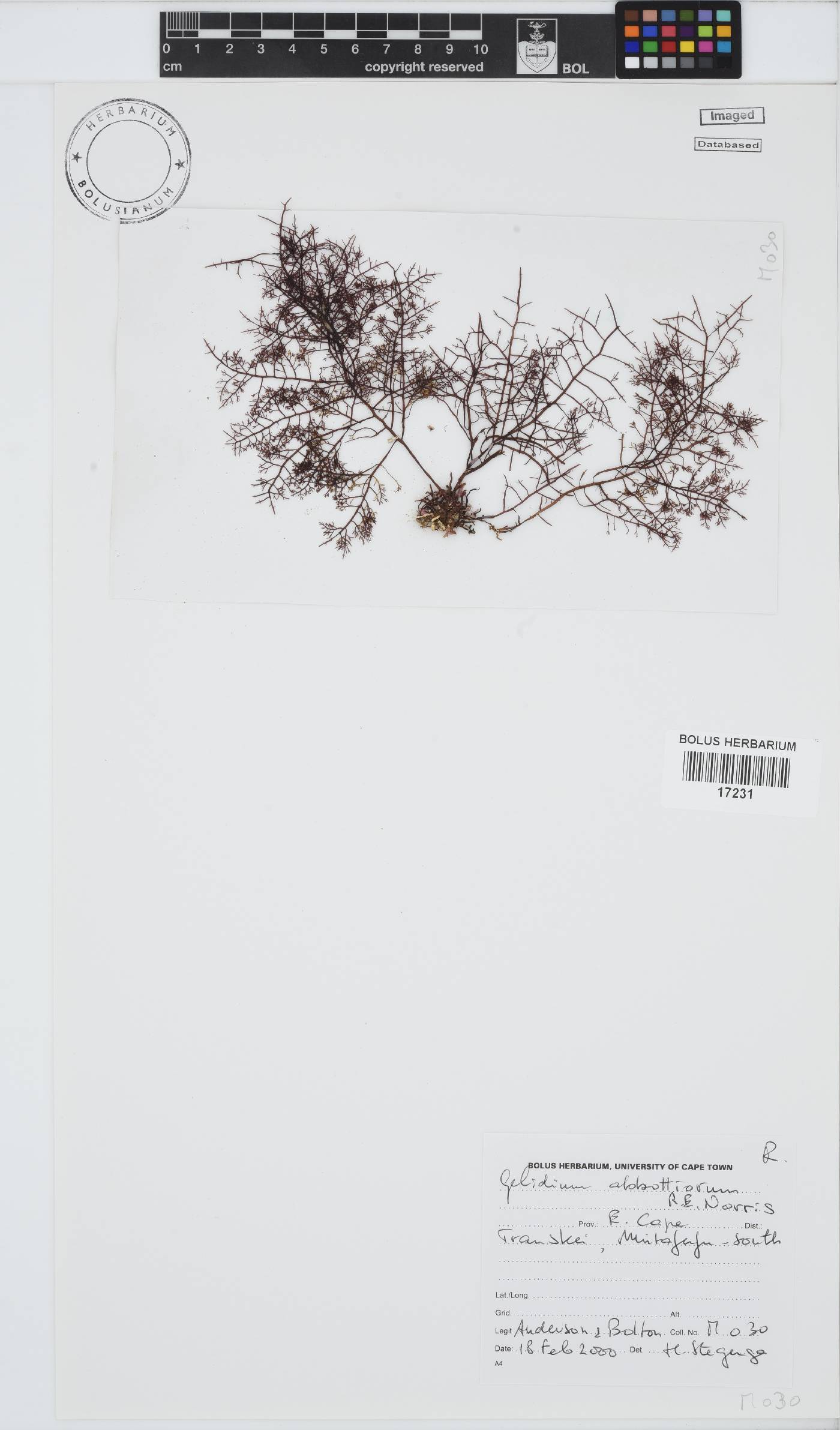 Gelidium abbottiorum image