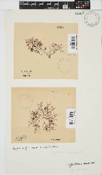 Gelidium abbottiorum image
