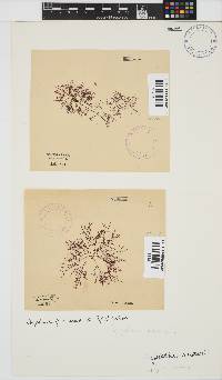 Gelidium abbottiorum image