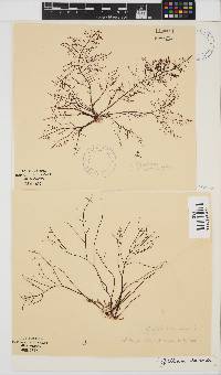 Gelidium abbottiorum image