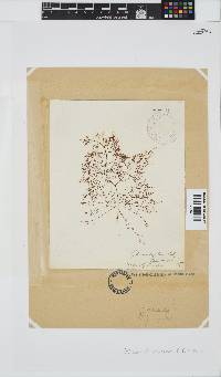 Gelidium abbottiorum image