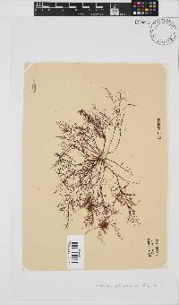 Gelidium abbottiorum image