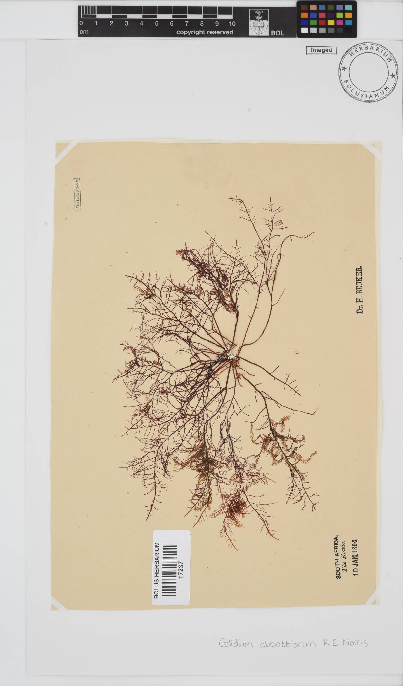 Gelidium abbottiorum image