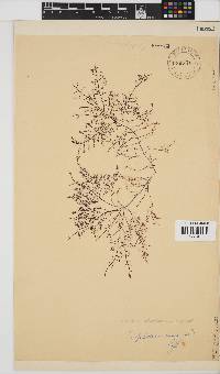 Gelidium abbottiorum image