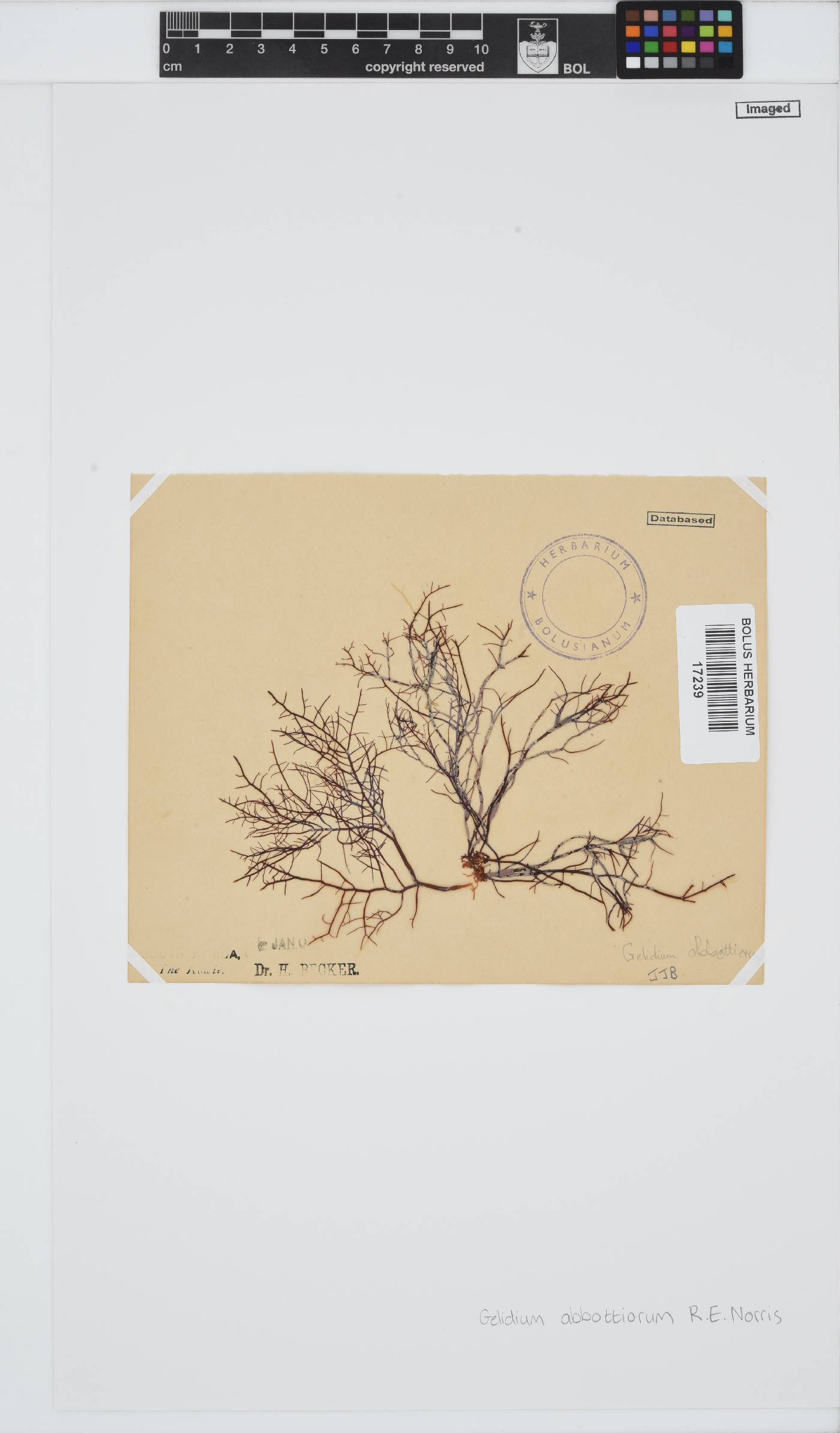 Gelidium abbottiorum image