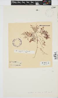 Gelidium abbottiorum image