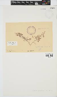 Gelidium abbottiorum image