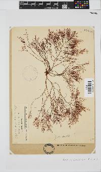 Gelidium abbottiorum image
