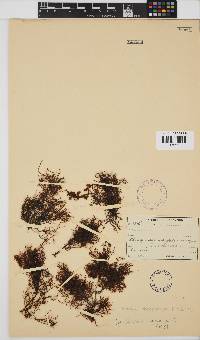 Gelidium abbottiorum image