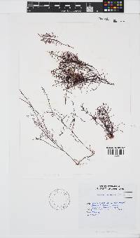 Gelidium abbottiorum image