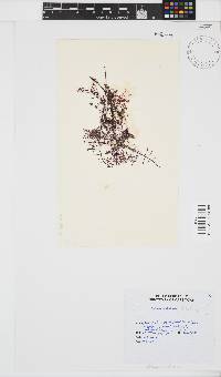 Gelidium abbottiorum image