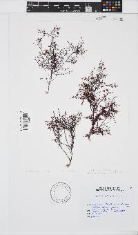 Gelidium abbottiorum image