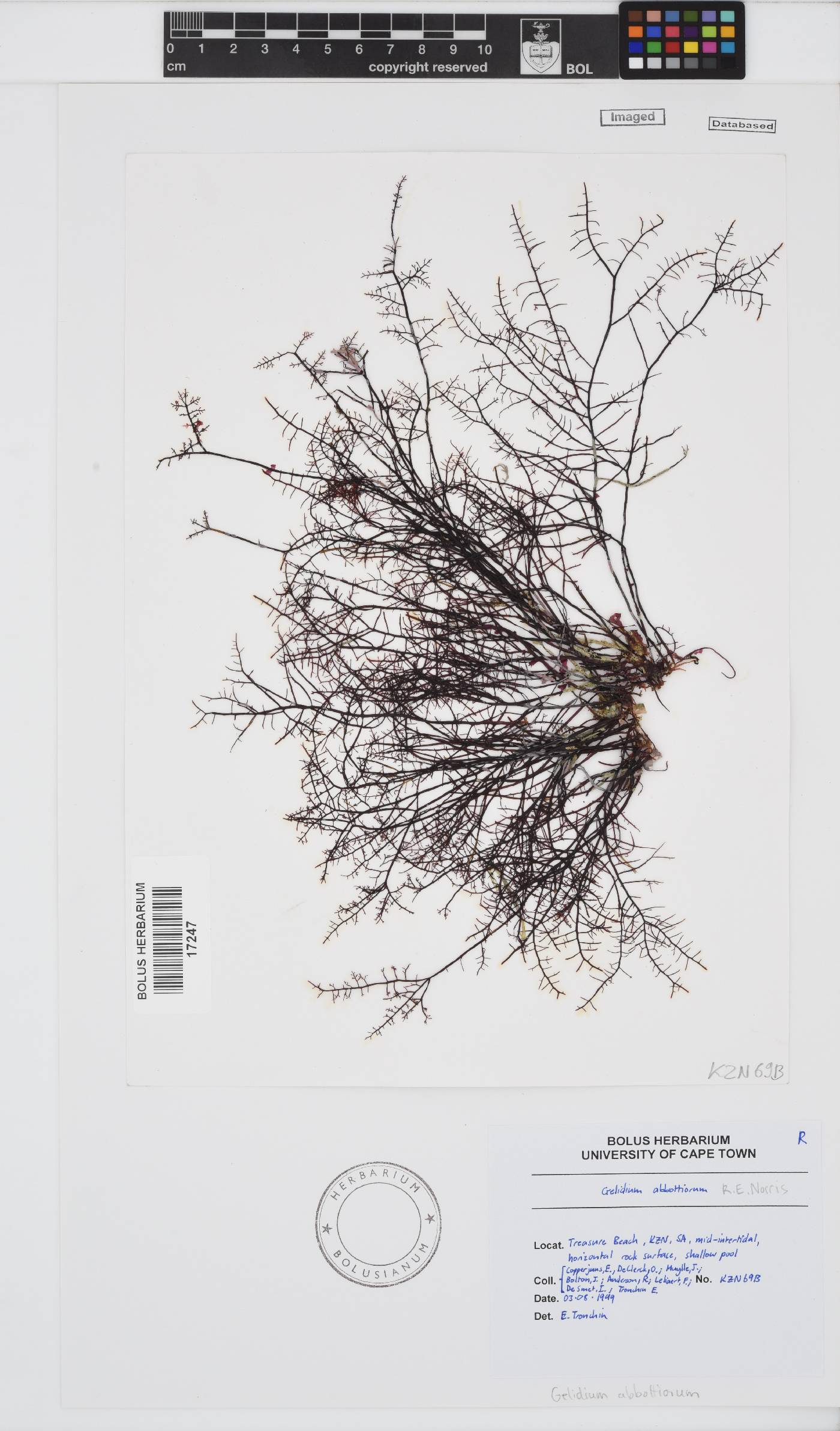 Gelidium abbottiorum image