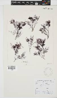 Gelidium abbottiorum image