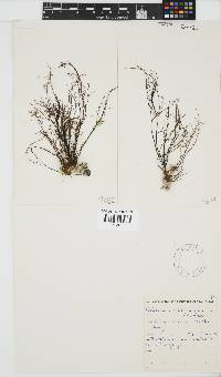 Gelidium abbottiorum image