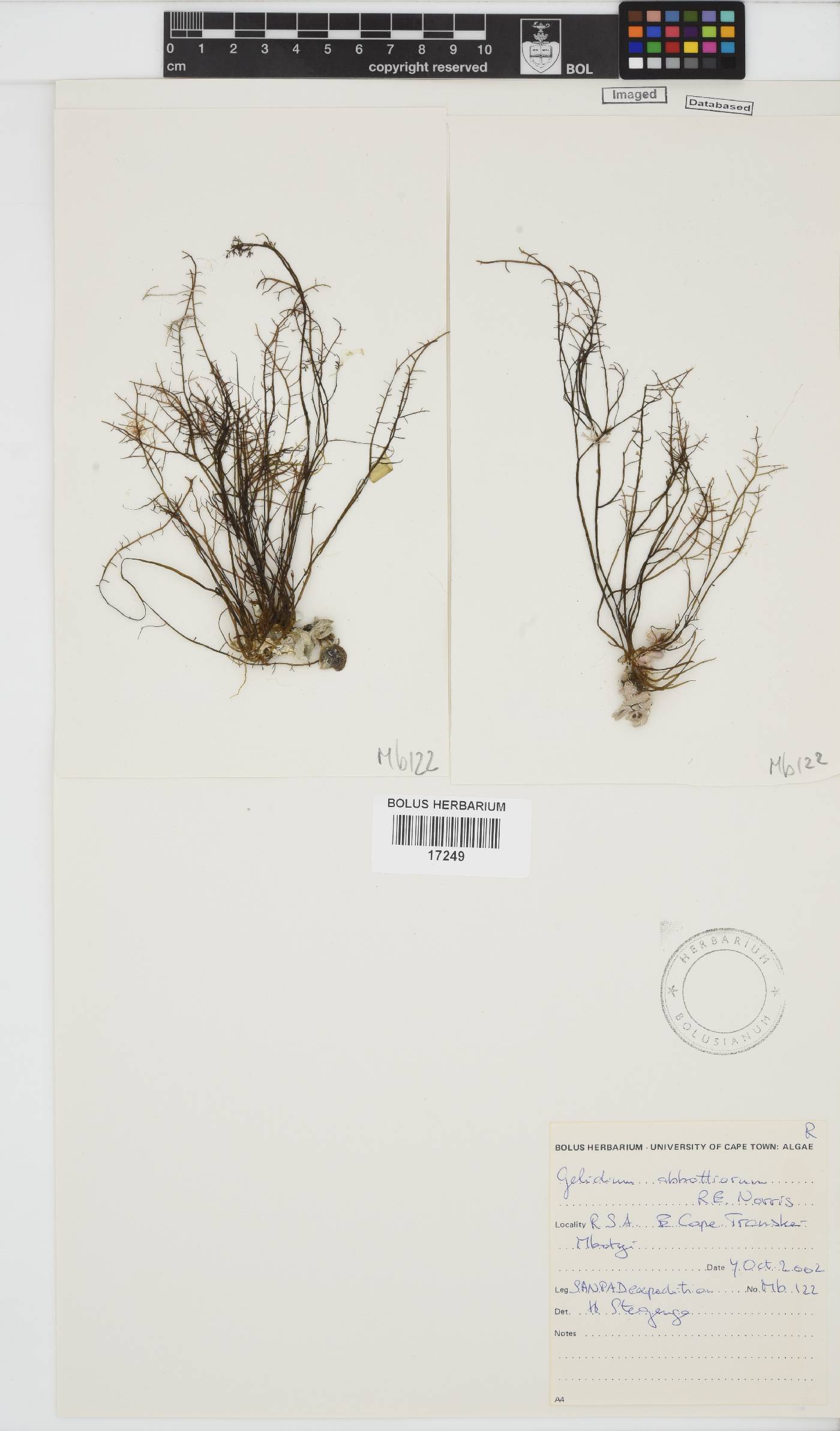 Gelidium abbottiorum image