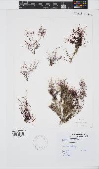 Gelidium abbottiorum image