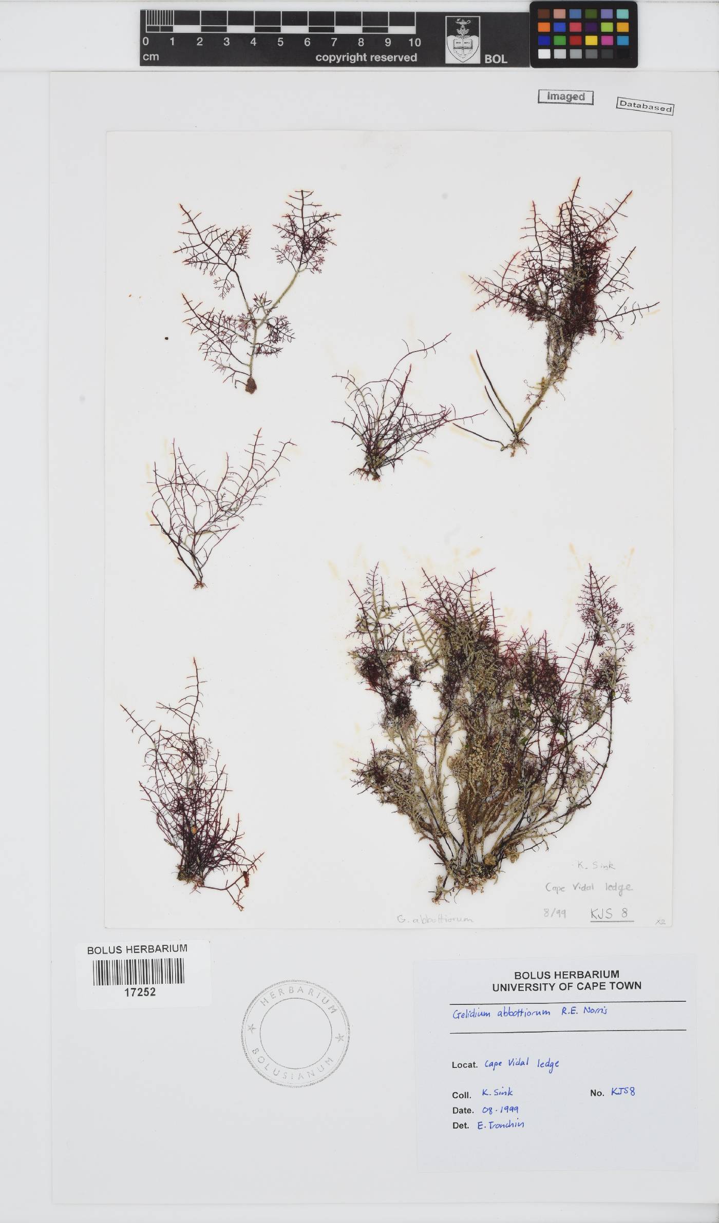 Gelidium abbottiorum image