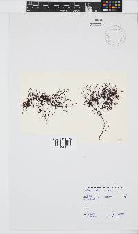 Gelidium abbottiorum image