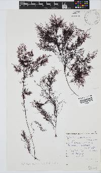 Gelidium abbottiorum image