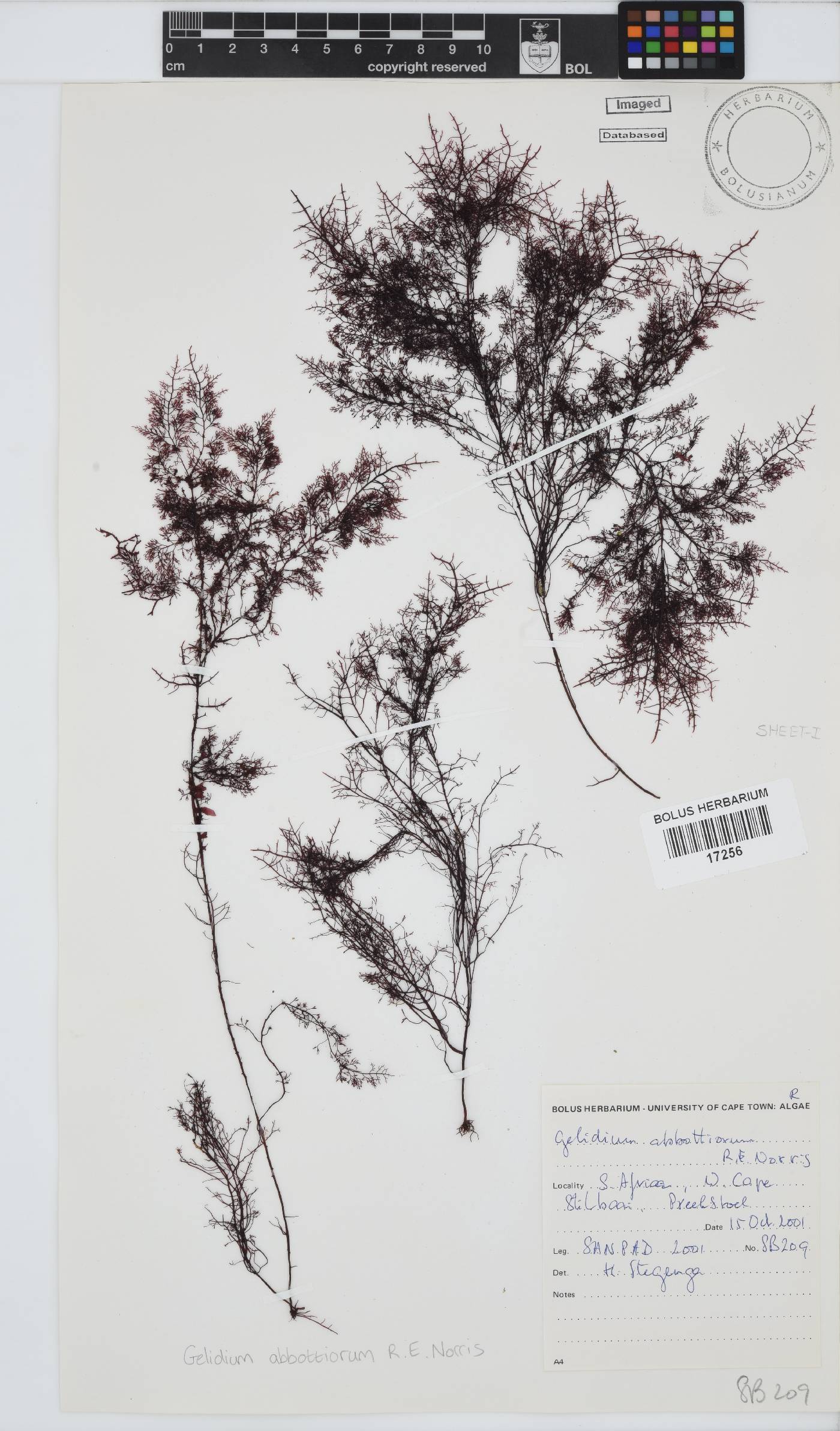Gelidium abbottiorum image