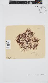 Gelidium abbottiorum image