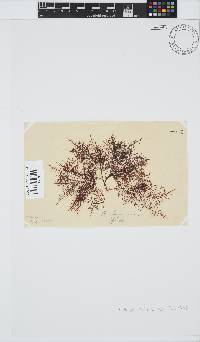Gelidium abbottiorum image